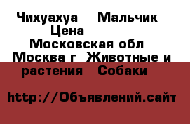 Чихуахуа  - Мальчик › Цена ­ 7 000 - Московская обл., Москва г. Животные и растения » Собаки   